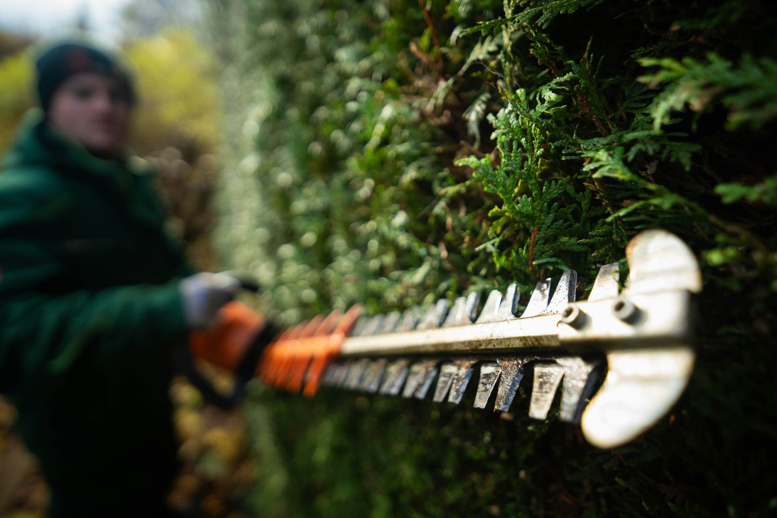 A person trims a lush green hedge with a sharp electric hedge trimmer. The focus is on the blades, with the background artistically blurred.