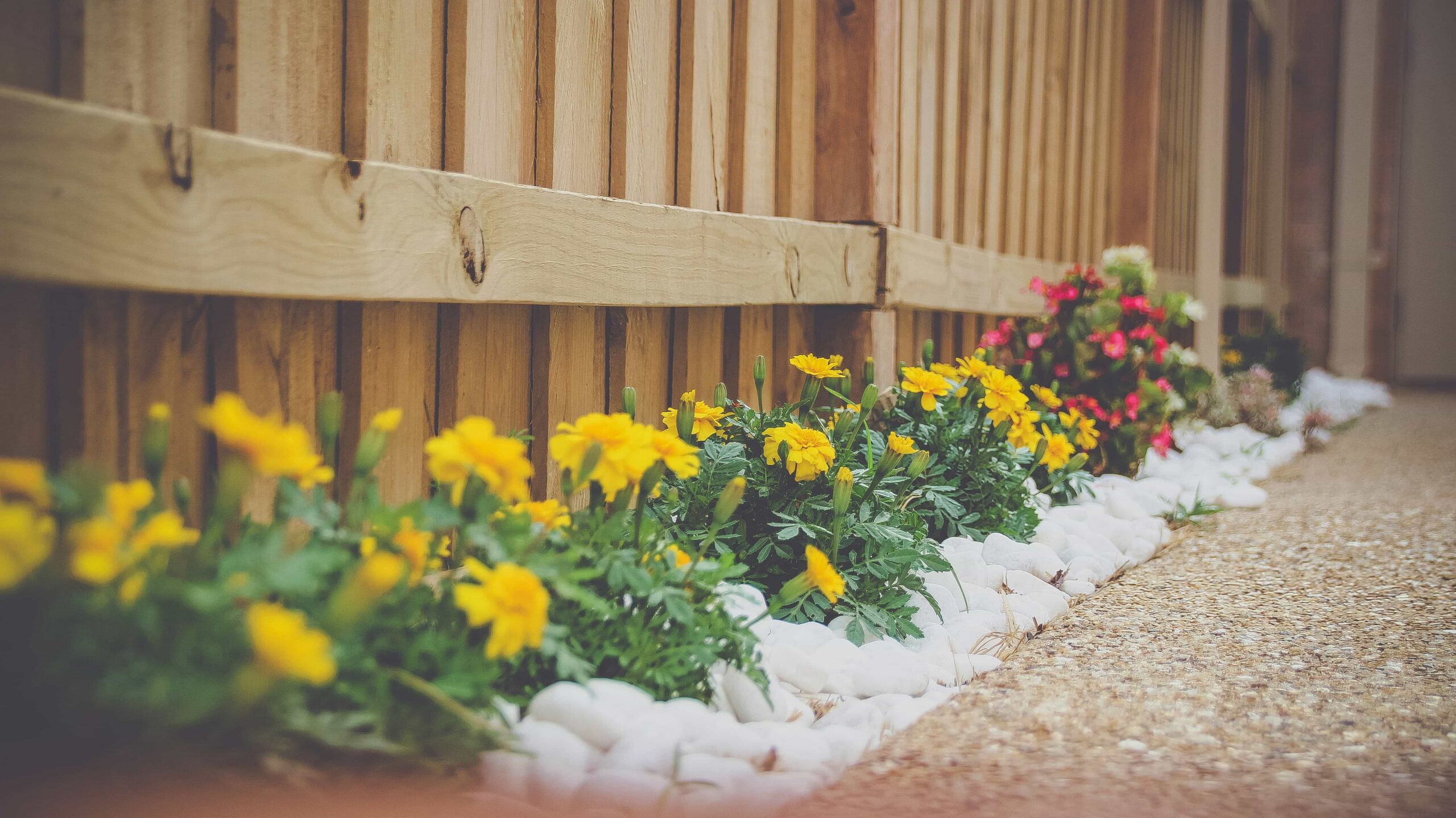 Yellow flowers bloom alongside a wooden fence, bordered by white stones. The peaceful garden path exudes a warm, inviting atmosphere.