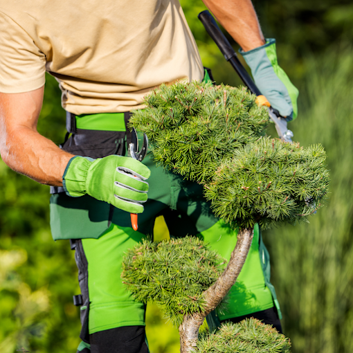 Gardener in green gloves pruning a bonsai tree with clippers, wearing tan shirt and green overalls. The scene conveys focus and care.